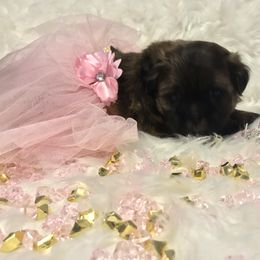 Shih Tzu Puppies from LaDawn’s Little Lions