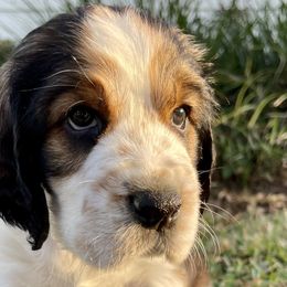 Boy 6 - English Springer Spaniel puppy in Sumter, South Carolina from Small Batch Spaniels