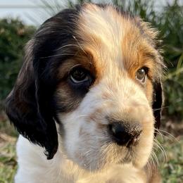 Boy 6 - English Springer Spaniel puppy in Sumter, South Carolina from Small Batch Spaniels