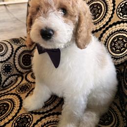 Bernedoodle, Cockapoo, and Goldendoodle Puppies from Avery Doodle Day LLC
