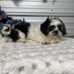 AKC Roxy mini - Red and tan female Shih Tzu puppy in Elgin, South Carolina from Silver Bells Paw Prints