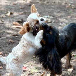 Cavalier King Charles Spaniels and Poodles from Ellis Crown Cavaliers