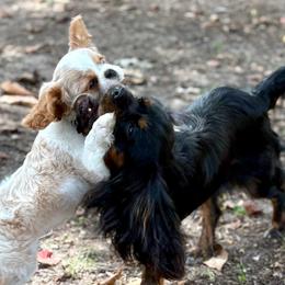 Cavalier King Charles Spaniels and Poodles from Ellis Crown Cavaliers