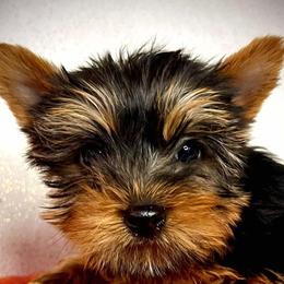 Santi - Yorkshire Terrier puppy from CISCOK9