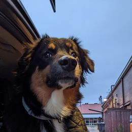 Branch - Miniature American Shepherd
