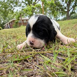 Boy 5 light blue gray collar - White and black male English Springer Spaniel puppy in Bonifay, Florida from Sherrouse English Springer Spaniels
