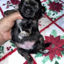 Cupid - Red and tan female Shih Tzu puppy in Sacramento, California from NANA’S  QUALITY SHIH TZU'S
