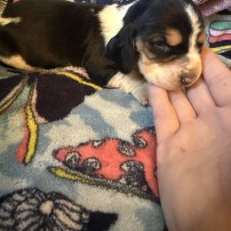 Aurora - Black brown and white female Basset Hound puppy in Letcher, Kentucky from Hackers Appalachian Basset Hounds