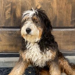 Gus - Bernedoodle