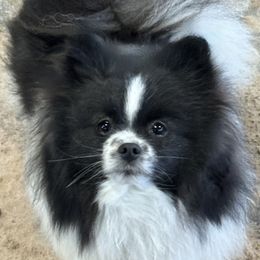 Billiee - Pomeranian