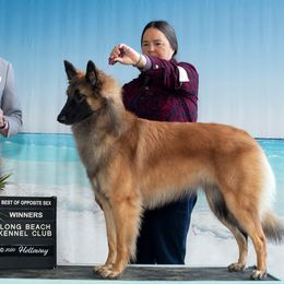 Belgian Tervuren from Aerglo Belgians