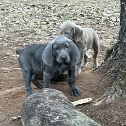 Ms.Yellow - Blue female Weimaraner puppy in Appling, Georgia from Georgia Line Weimaraners