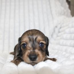 Boy 2 - male Dachshund puppy in Fairfax, Iowa from Grayson’s Lovable Dachshunds