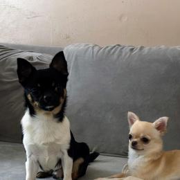 Otis - Chihuahua