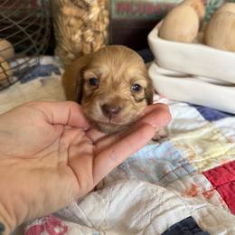 Moonie - Cream female Dachshund puppy in Cabool, Missouri from White Cottage Dachshunds