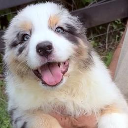Murphy - Blue merle male Australian Shepherd puppy in Celina, Tennessee from CumberlandRidge Australian Shepherds
