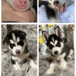 Siberian Husky Puppies from DJ Huskies