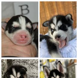 Siberian Husky Puppies from DJ Huskies