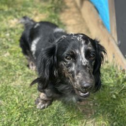 Bandit - Dachshund