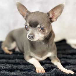 monster tallie - Chihuahua