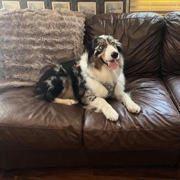 Kassie - Australian Shepherd