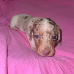 Dapple pie female - Dapple female Dachshund puppy in Woodward, Oklahoma from Wiener Dreams Dachshunds