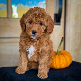 Purple Girl 3500  includesUSdelivery - Red  female Goldendoodle puppy in Mayfield, Utah from Ruff Country Doodles