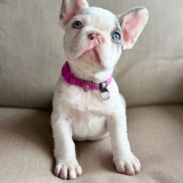 Maroon - Tricolors female French Bulldog puppy in Wagoner, Oklahoma from Frenchie Frys
