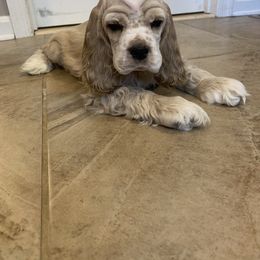 Cocker Spaniel Puppies from Wilkshire Farm