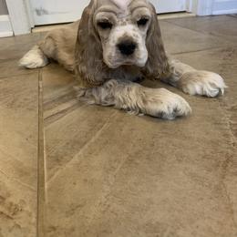 Cocker Spaniel Puppies from Wilkshire Farm
