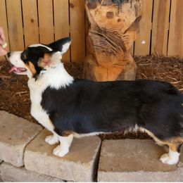 Tru - Black and white female Cardigan Welsh Corgi puppy in Dillwyn, Virginia from Woodrose Farm