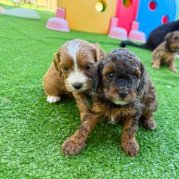 Franny - Sable female Cavapoo puppy in Wamego, Kansas from Doodles of Oz