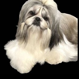 Toni - Shih Tzu