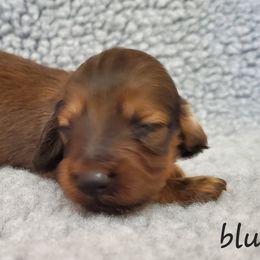 Boy 2 - Cream Dachshund puppy in Utica, Michigan from Riverdox Dachshunds