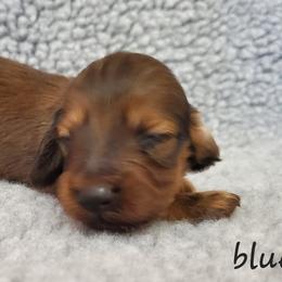 Boy 2 - Cream Dachshund puppy in Utica, Michigan from Riverdox Dachshunds