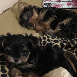 German Shepherds and Yorkshire Terriers from Zena's German Shepherds and Yorkies