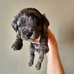 Cockapoo Puppies from Joanna Abruscato