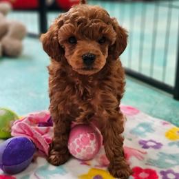 Pebbles - Red  female Poodle puppy in Salem, Missouri from Meadowbrook Poodles