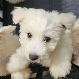 Turbo -red collar - White male Bichon Frise puppy in Carthage, Missouri from Cooley's Cuddle Pups