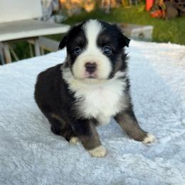 Black tri lease white on her neck - Black tri female Miniature Australian Shepherd puppy in Graham, North Carolina from Thompson Farm Mini Aussies