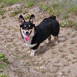 Astro - American Corgi