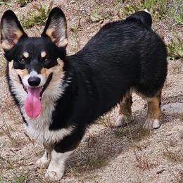 Astro - American Corgi