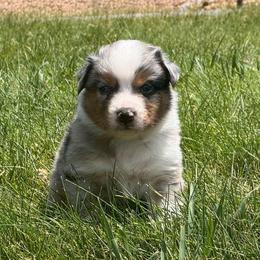 Felix - Blue merle male Australian Shepherd puppy in Franktown, Colorado from Double NB Livestock LLC