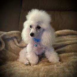 Oliver - Poodle
