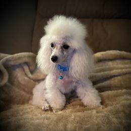 Oliver - Poodle