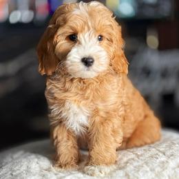 Jonah - Apricot male Goldendoodle puppy in South Jordan, Utah from Wasatch Pup