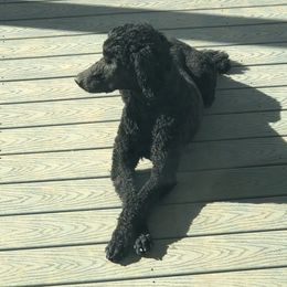 Bernedoodles and Poodles from Red Tulip Poodles
