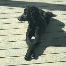Bernedoodles and Poodles from Red Tulip Poodles