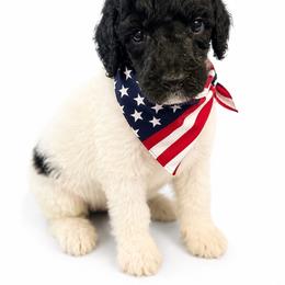 Honeymaron - Parti female Poodle puppy in Washington, Pennsylvania from Patriotic Poodles