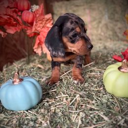Bud - Dapple male Dachshund puppy in Valley Center, California from Ranchy Doxies